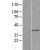 Western Blot: ABHD4 Lysate [NBL1-07198] - Western Blot experiments. 
Left-Control; Right -Over-expression Lysate for ABHD4